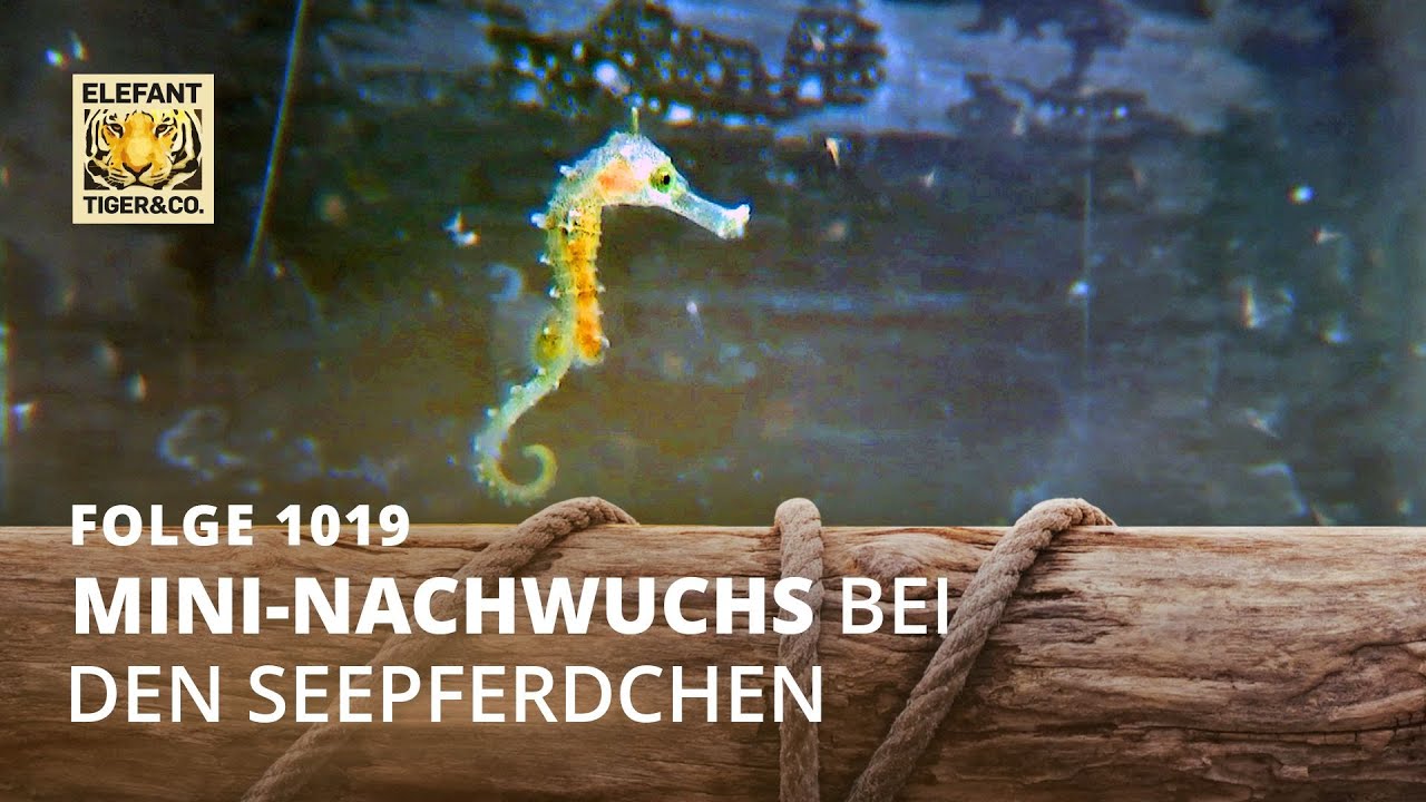 Seepferdchen auf Trab (Folge 1019) | Elefant, Tiger & Co. | MDR