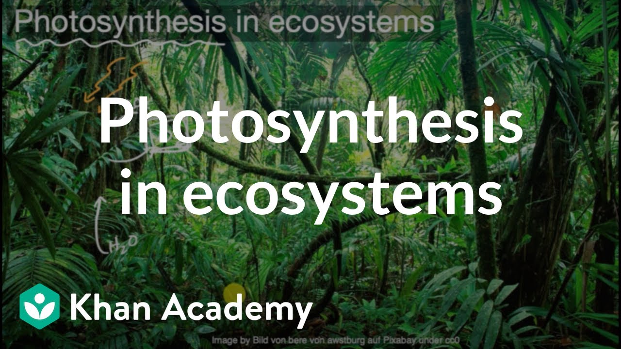 Photosynthesis in ecosystems | Middle school biology | Khan Academy