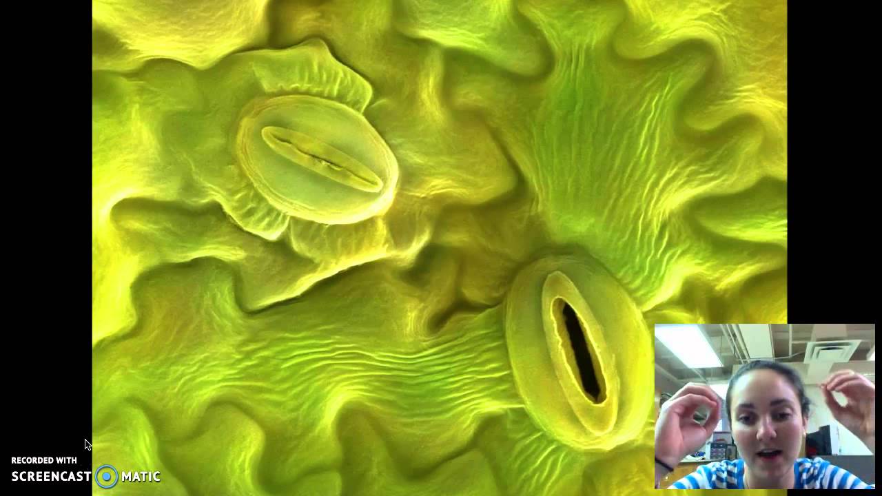 CAM photosynthesis
