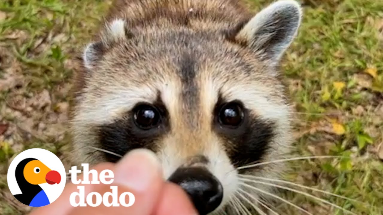 Енот остаётся на ужин каждый вечер | The Dodo Wild Hearts
