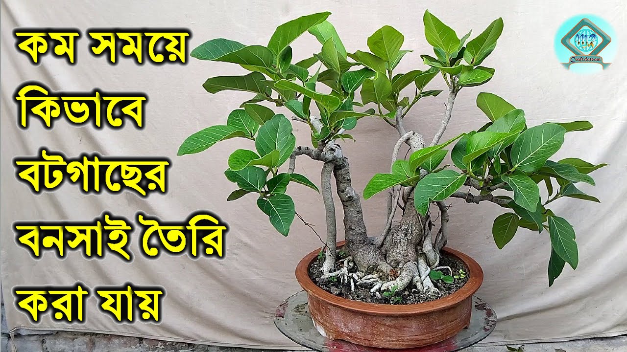 দ্রুত বটগাছের বনসাই তৈরির ধারাহবাহিক প্রক্রিয়া | How to Make Banyan Bonsai | Ficus Benghalensis |