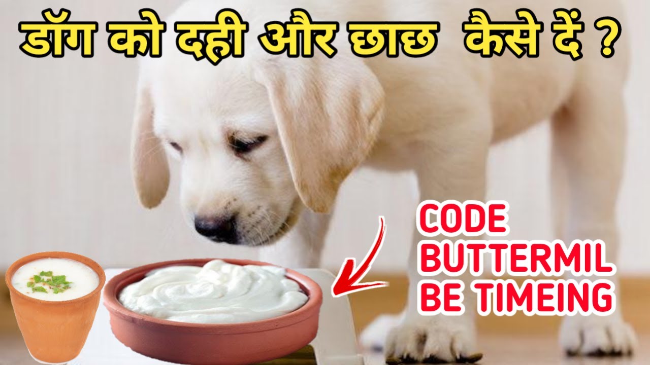 Can Dogs Eat Curd Buttermilk? / Dog ke liye Dahi or chass kaise de