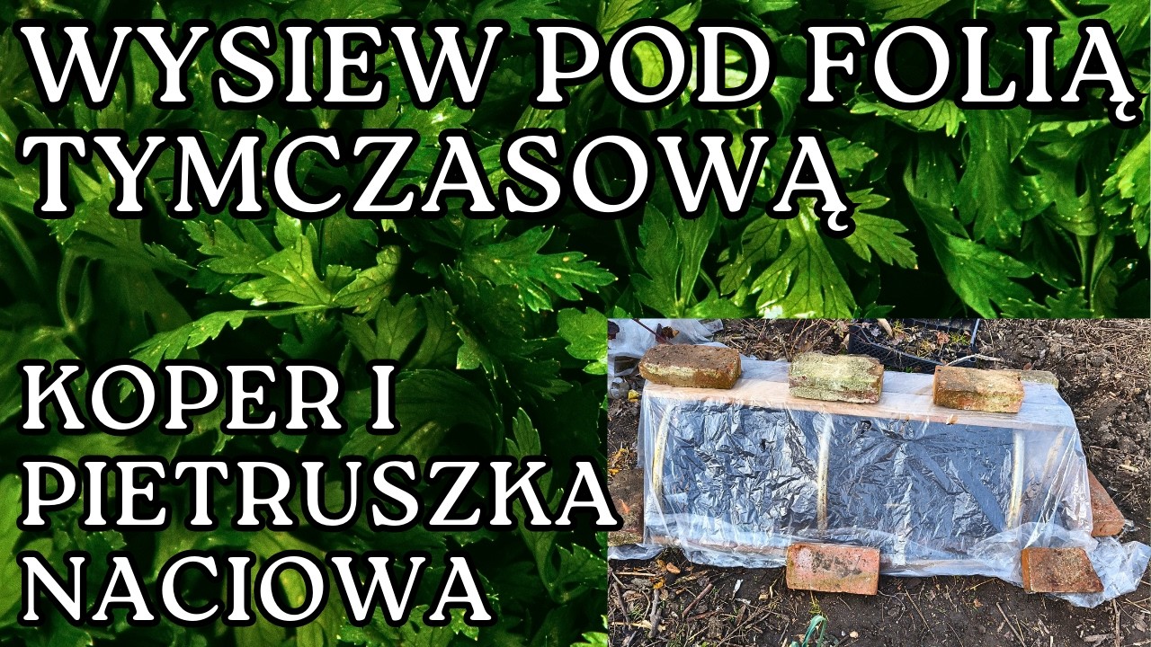 Jak Wysiać Warzywa Żeby Wyrosły w Kilka Dni i Nie Zmarzły.
