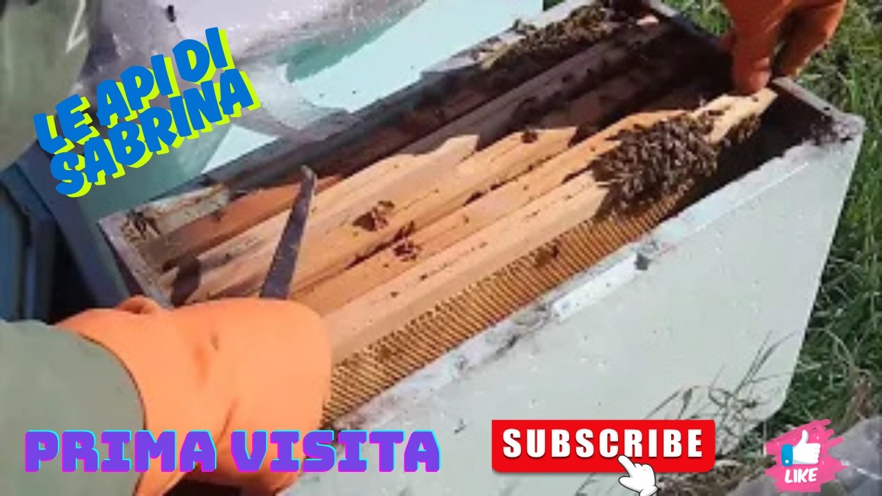 apicoltura : si riparte!!!