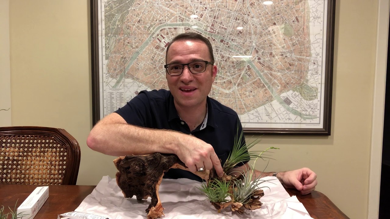Mounting Airplants on Driftwood