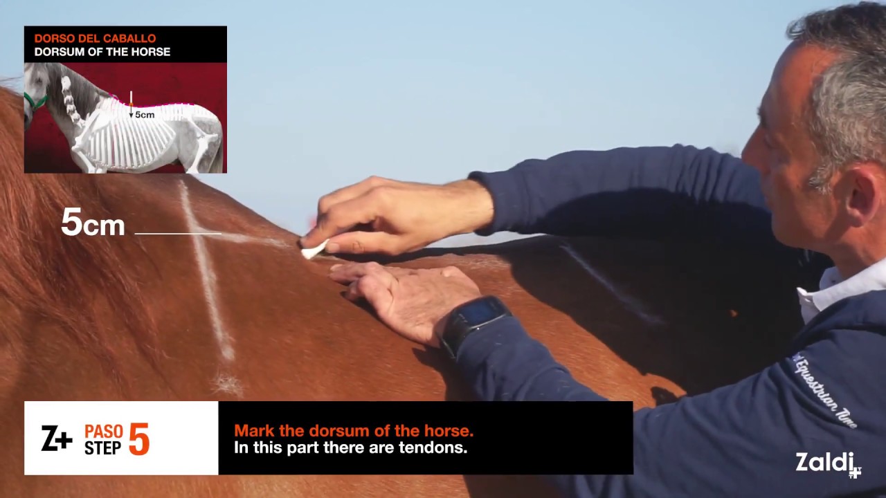 PROCESO MEDICIÓN ZALDI DEL DORSO DEL CABALLO - Steps for Zaldi measuring the horse back