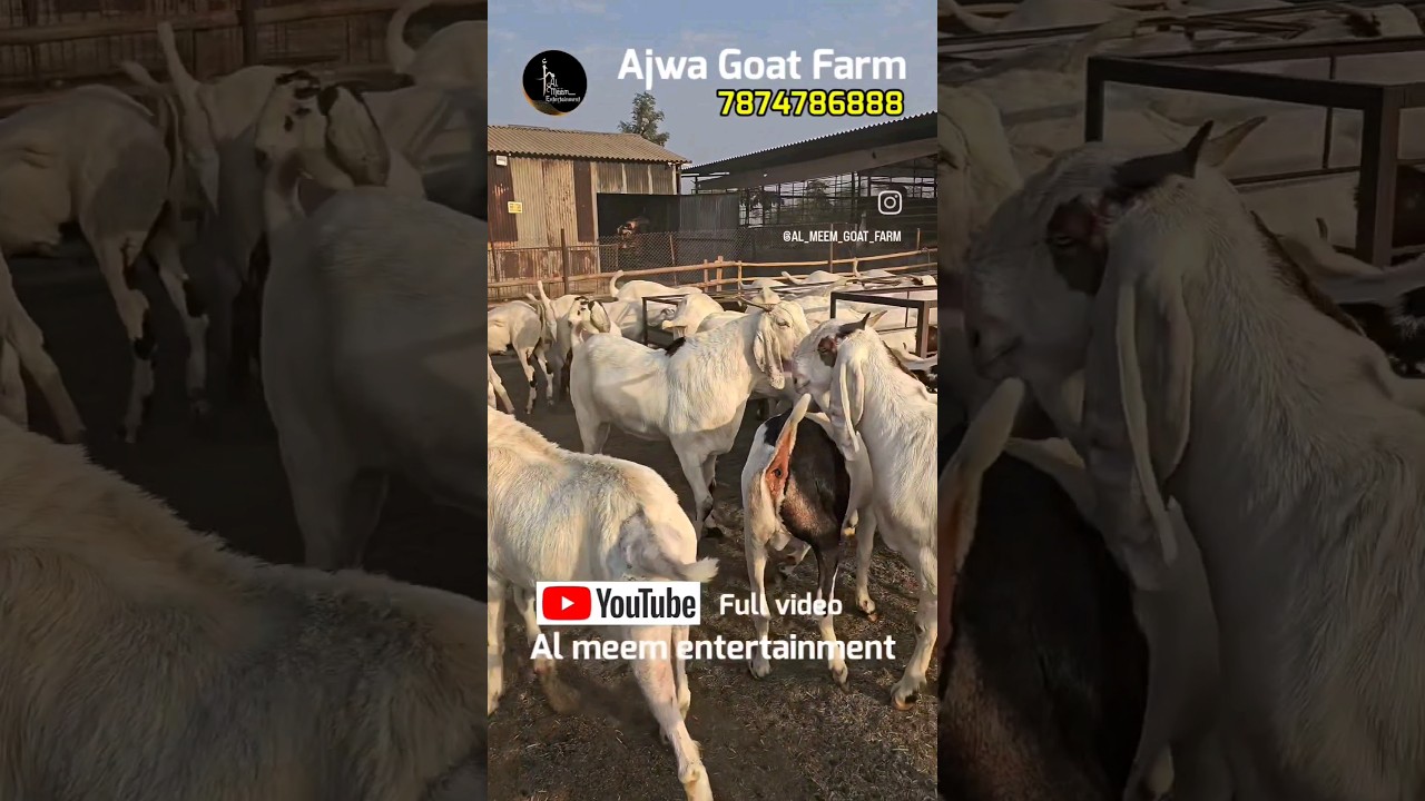 Ajwa Goat Farm | Khassi sojat