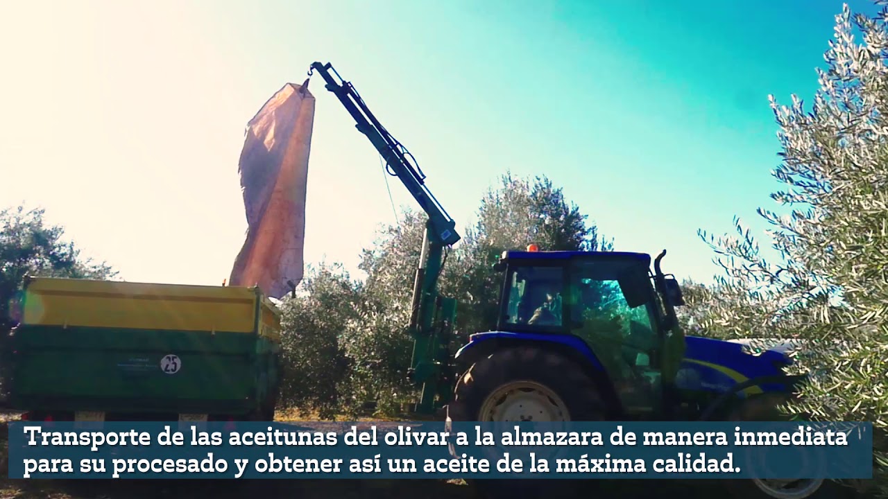 Video procesos AOVE. Sierra de Segura