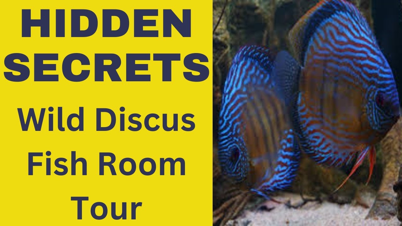 Discover the Hidden Secrets of a Wild Discus Fish room!