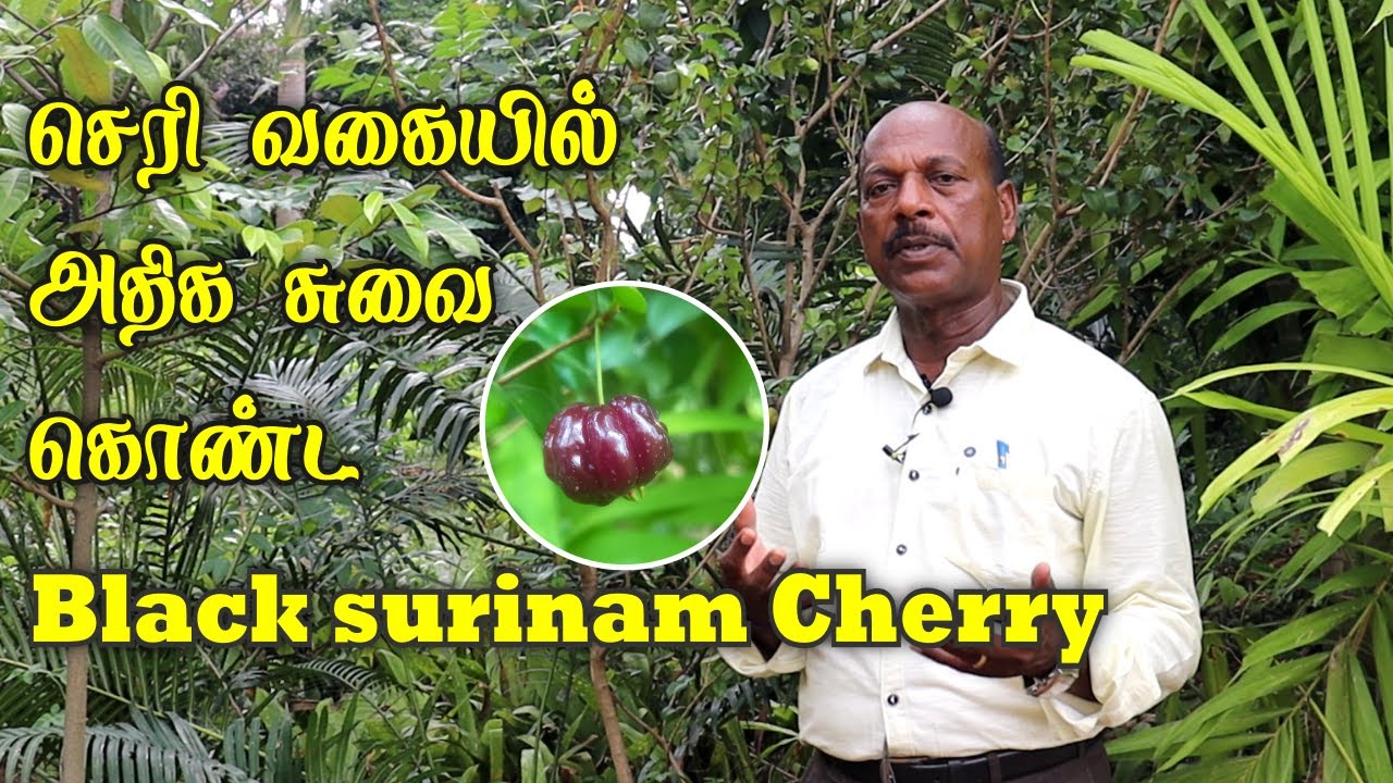 செரி வகையில் அதிக சுவை கொண்ட சூரினம் செர்ரி | Black Surinam Cherry Bush For Sale