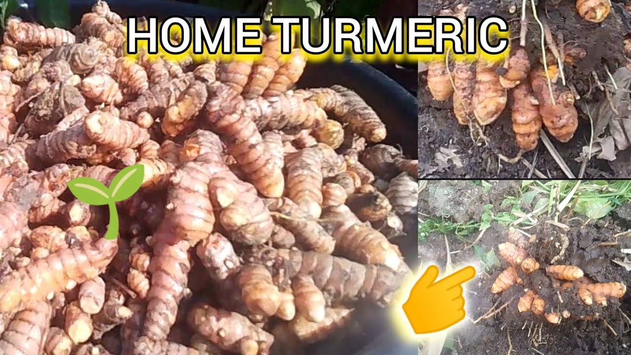 How Much Turmeric Can You Grow at Home? Massive Harvest Results!