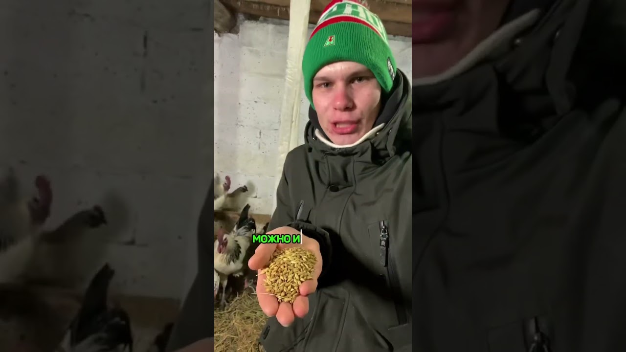 ЧТОБЫ КУРЫ НЕСЛИСЬ ЗИМОЙ 🥚