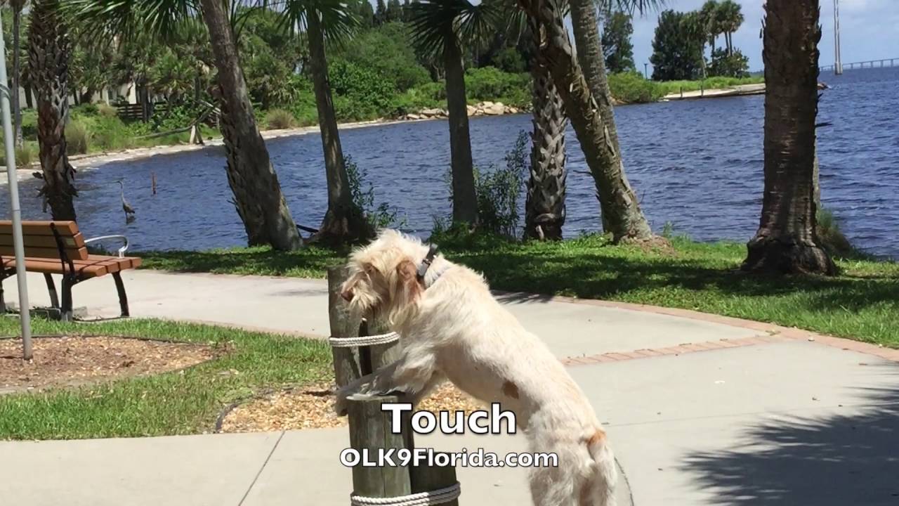 18mo old Spinone Italiano 