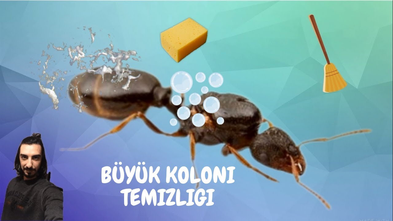 Büyük Kolonilerde Outworld Temizliği / Tetramorium Ordusunu Nasıl Yönetiyoruz Sizde Bakın