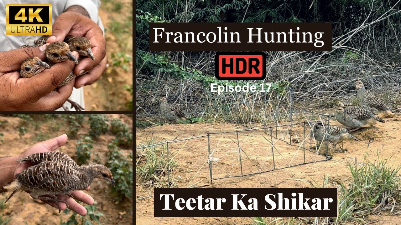 grey francolin | grey partridge hunting | jungli teetar shikar 👌| teetar awaaz 🕊️| Episode 17❤️