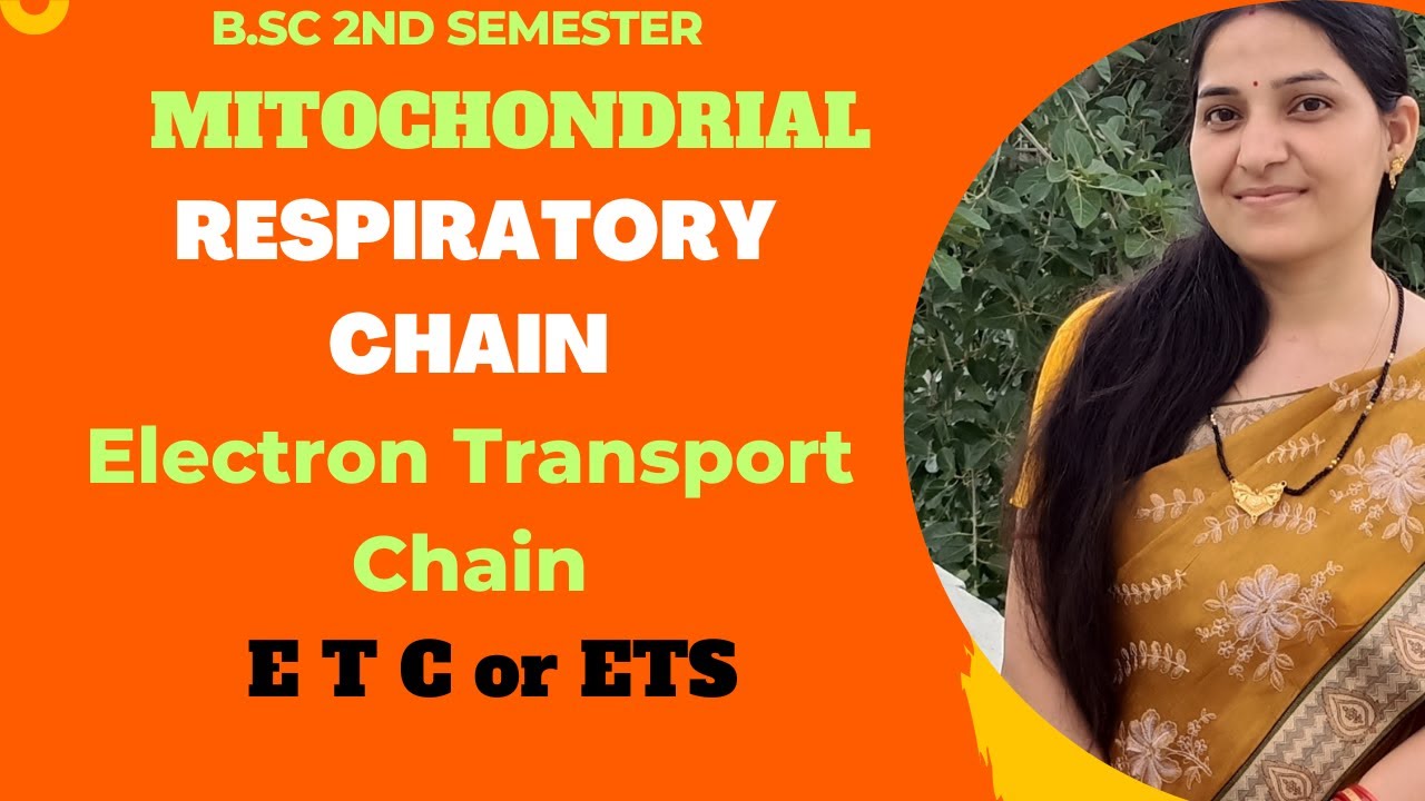 Mitochondrial Respiratory chain B.Sc 1st year||Electron Transport Chain||Electron Transport System.