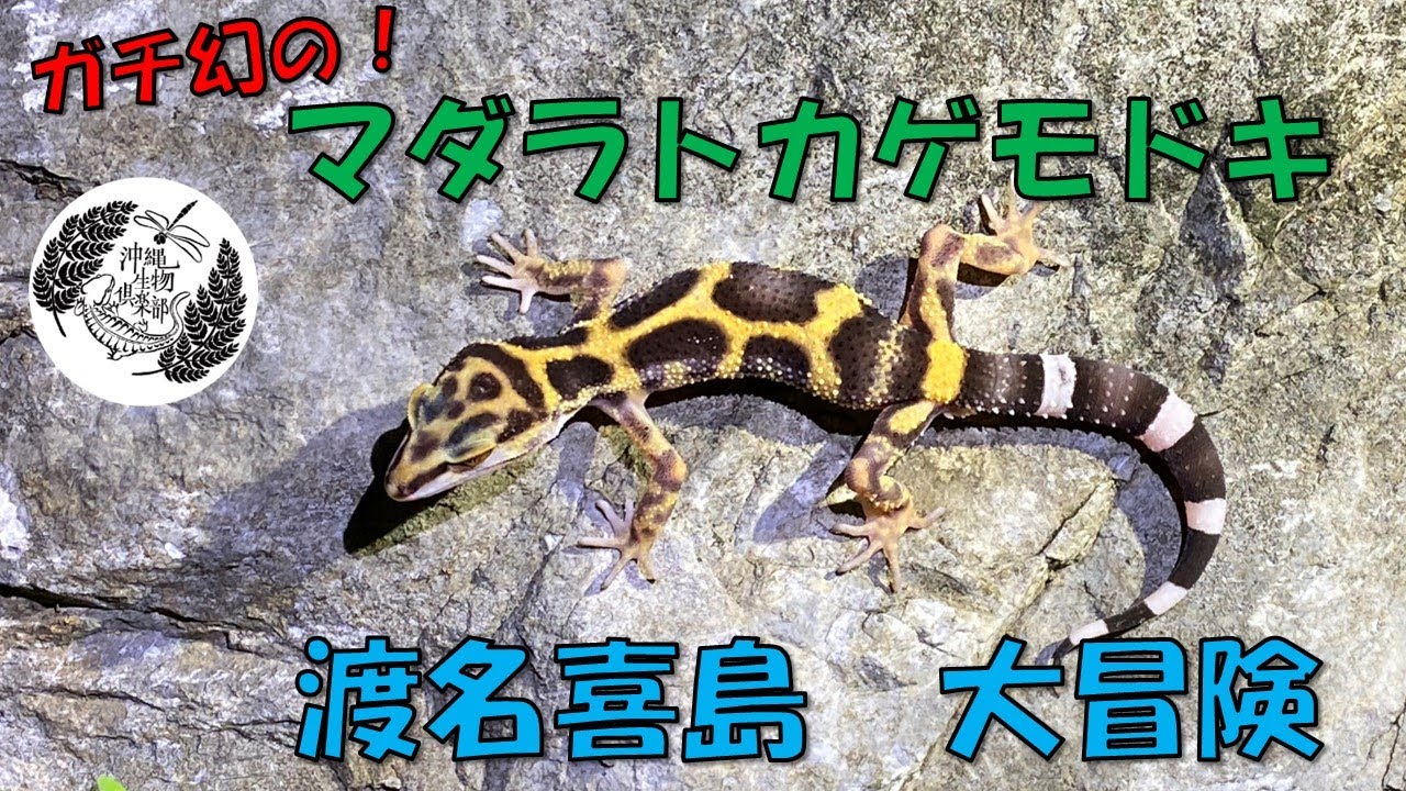 渡名喜島大冒険！マダラトカゲモドキに会うぞ【沖縄生物倶楽部　第五〇回】