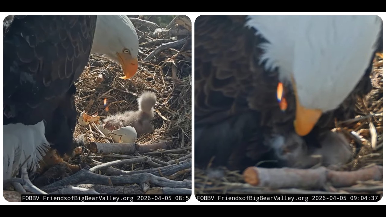 Shadow sees the two chicks for the first time 05.04.2026 @FOBBVCAM
