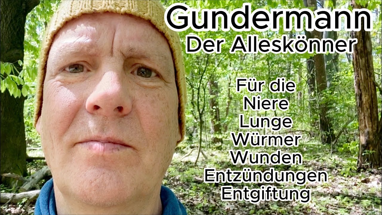Gundermann, Gundelrebe der 