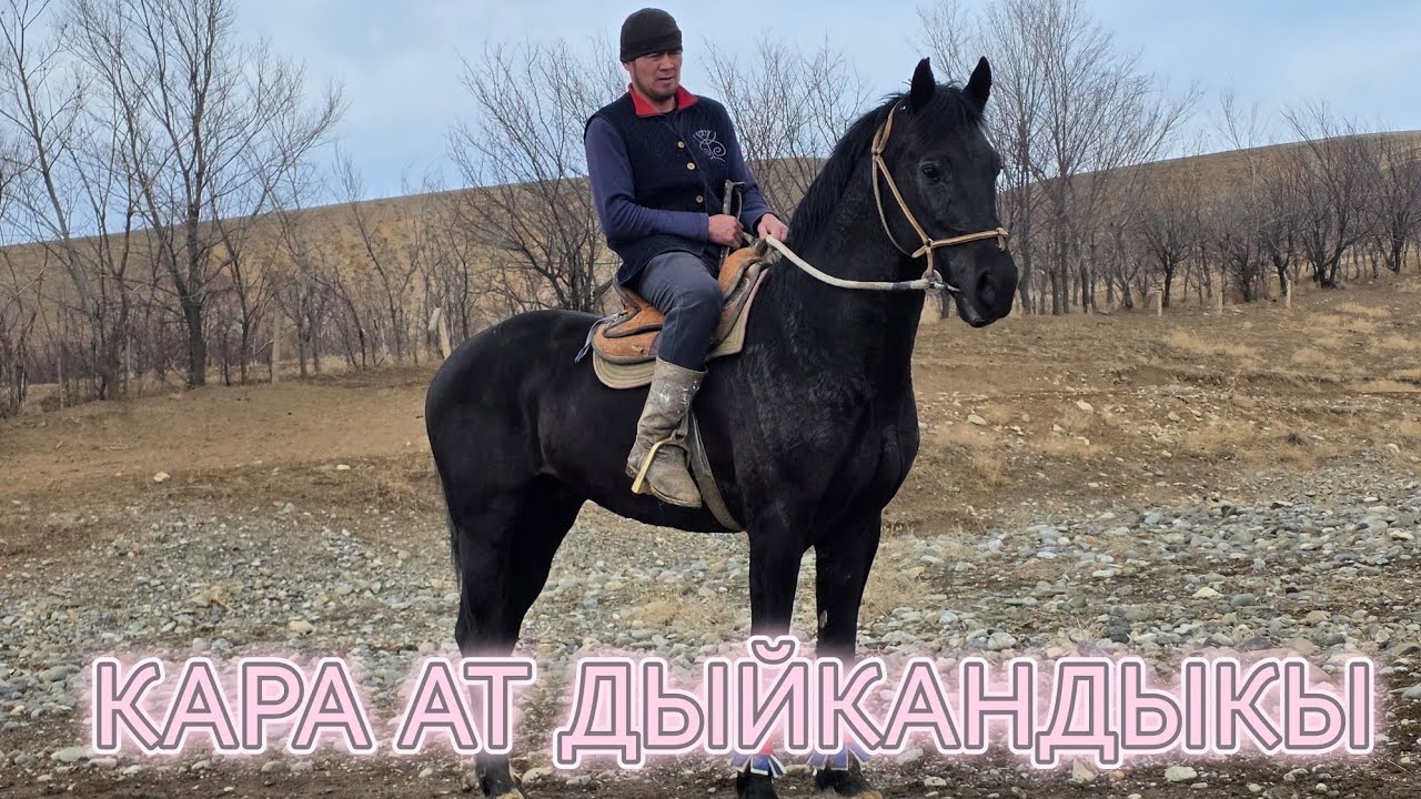 КАРА АТ УЛАГЫ ЗОР ДЕДИ