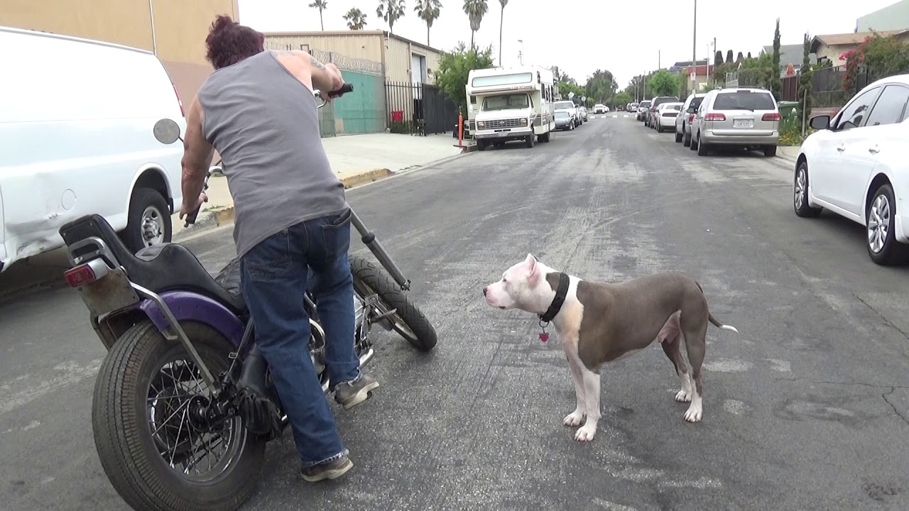 Hunting Harleys 1963 Panhead chop start and ride