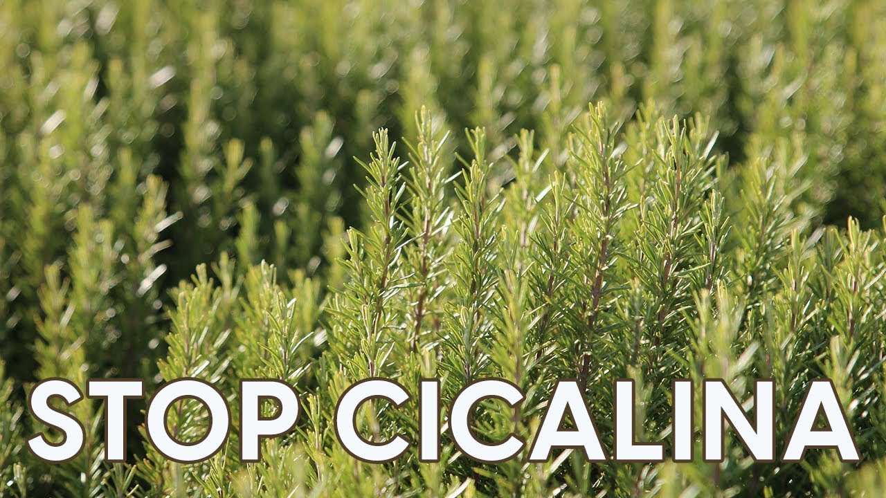 Cura del rosmarino con prodotti naturali 🤩