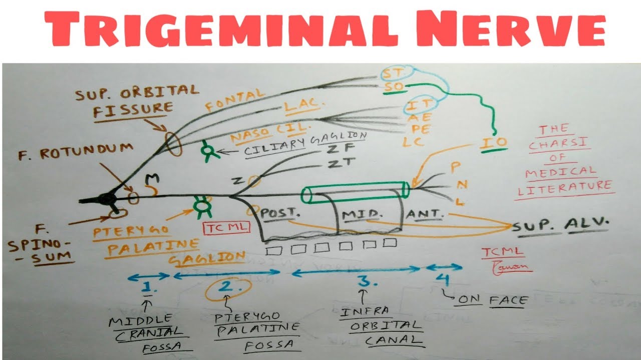 Trigeminal Nerve | Part 5 | Opthalmic and Maxillary Division | Diagram