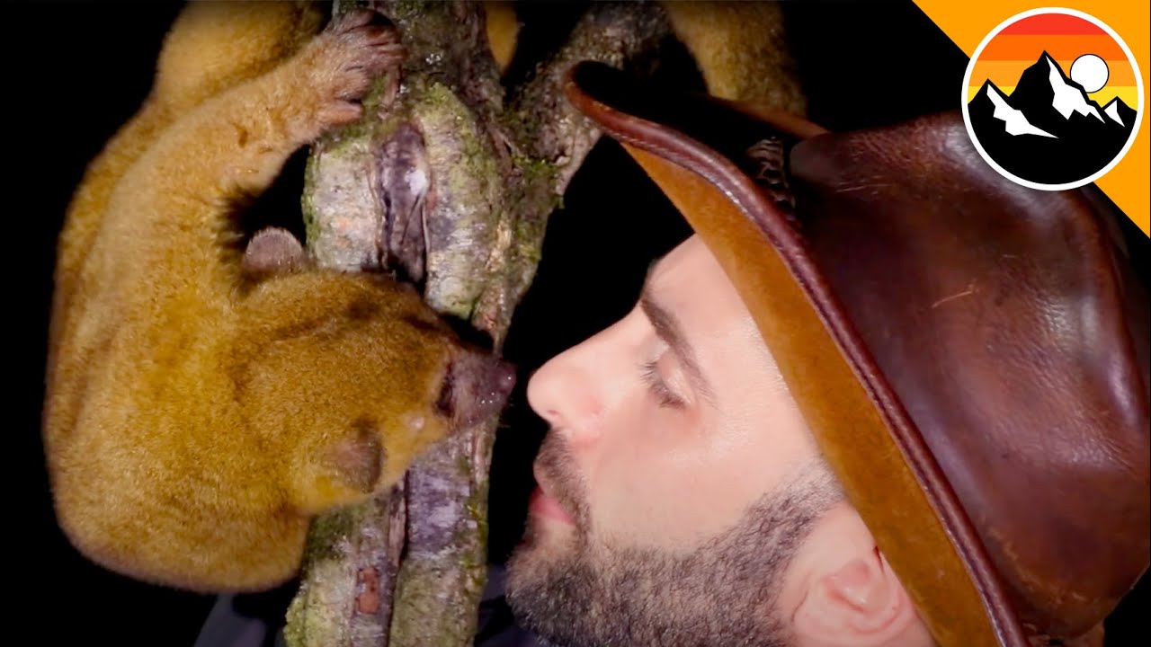 CUTEST Kinkajou!