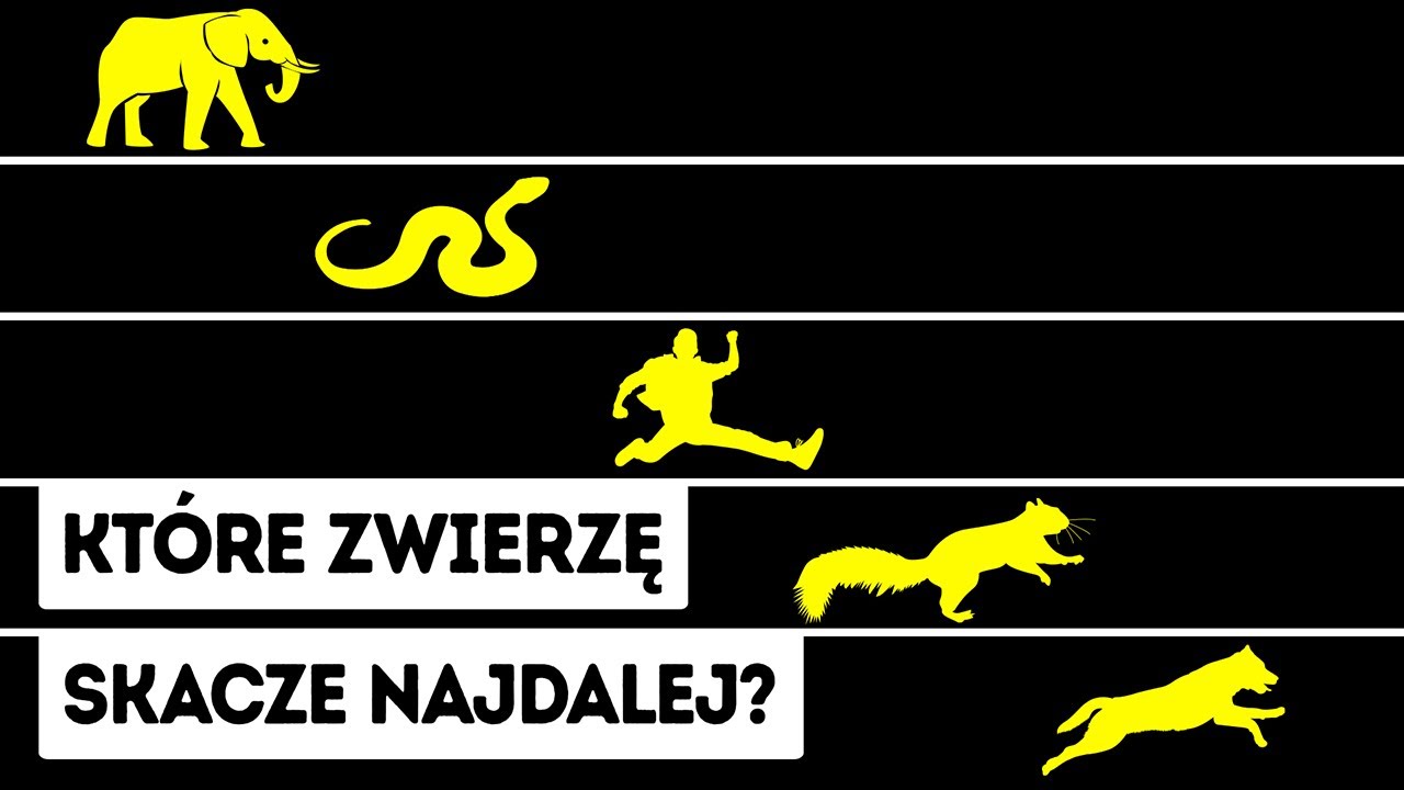 Pająki potrafią skakać wyżej niż ty