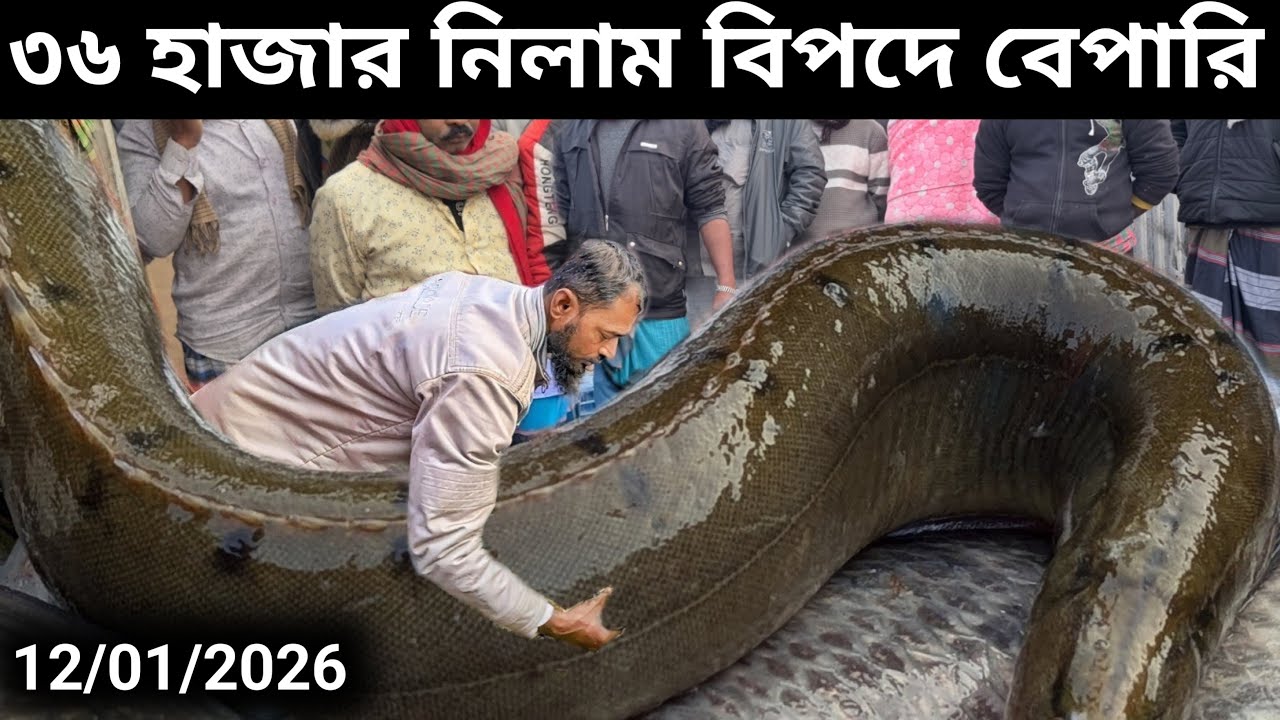 এতদামি মাছ কিনে মহাবিপদে বেপারি। অবষেশে পাঠালো ঢাকা গুলশানে হাড্ডাহাড্ডি নিলাম। Today Fishmark video