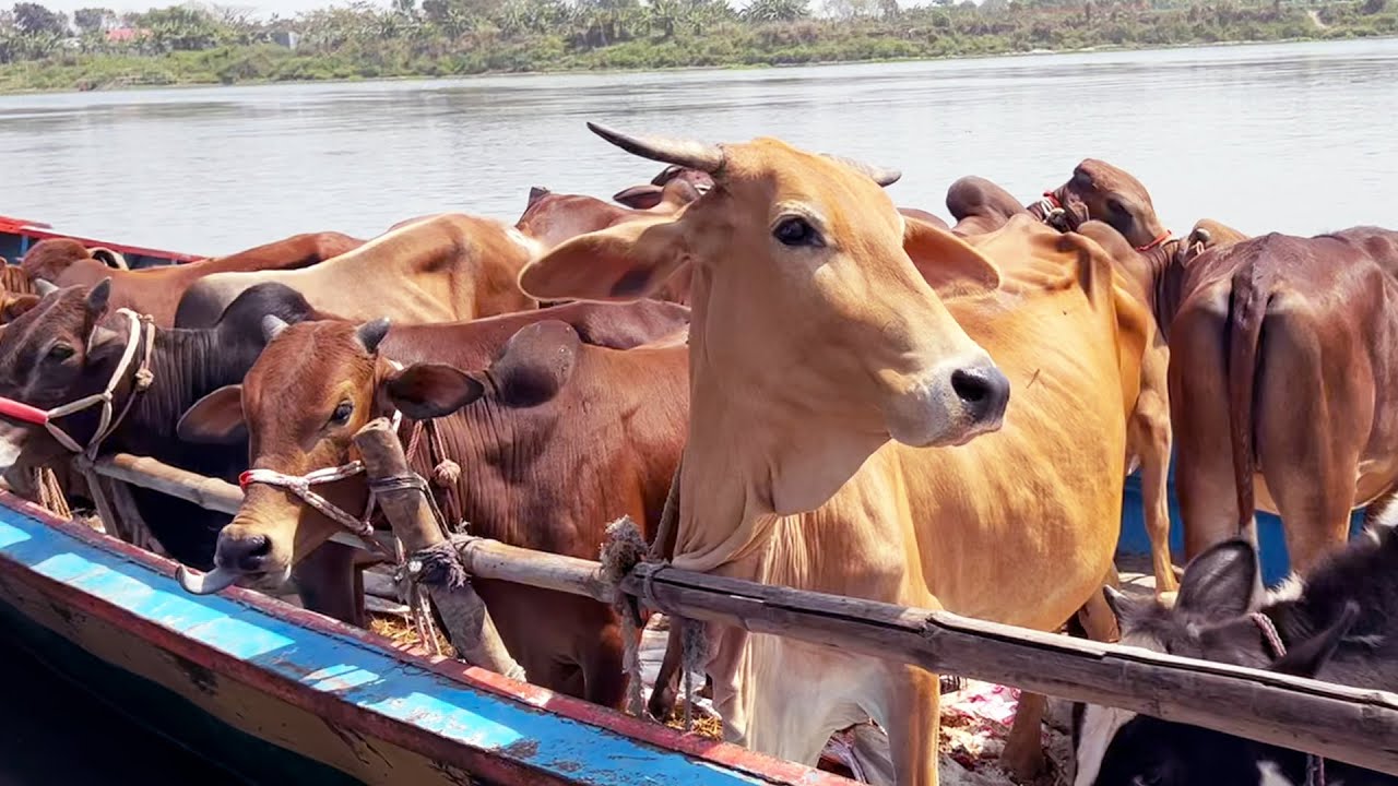 Cow Unloading | Cow Videos | Big Cow | Goru | Hamba Cow 🐄 | Viral Cow Video 505