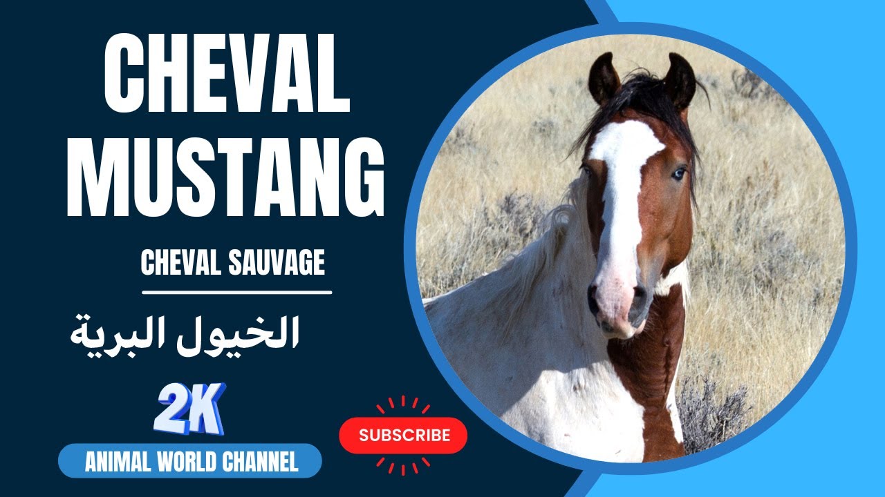 Les Mustangs : Équilibre entre Liberté et Conservation