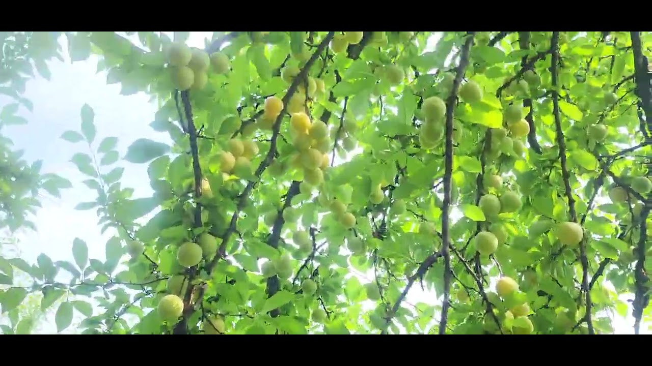 Plum Orchard, Great Country Farms, Maryland(ప్లం ఆర్చర్డ్, గ్రేట్ కంట్రీ ఫార్మ్స్, మేరీల్యాండ్) E1