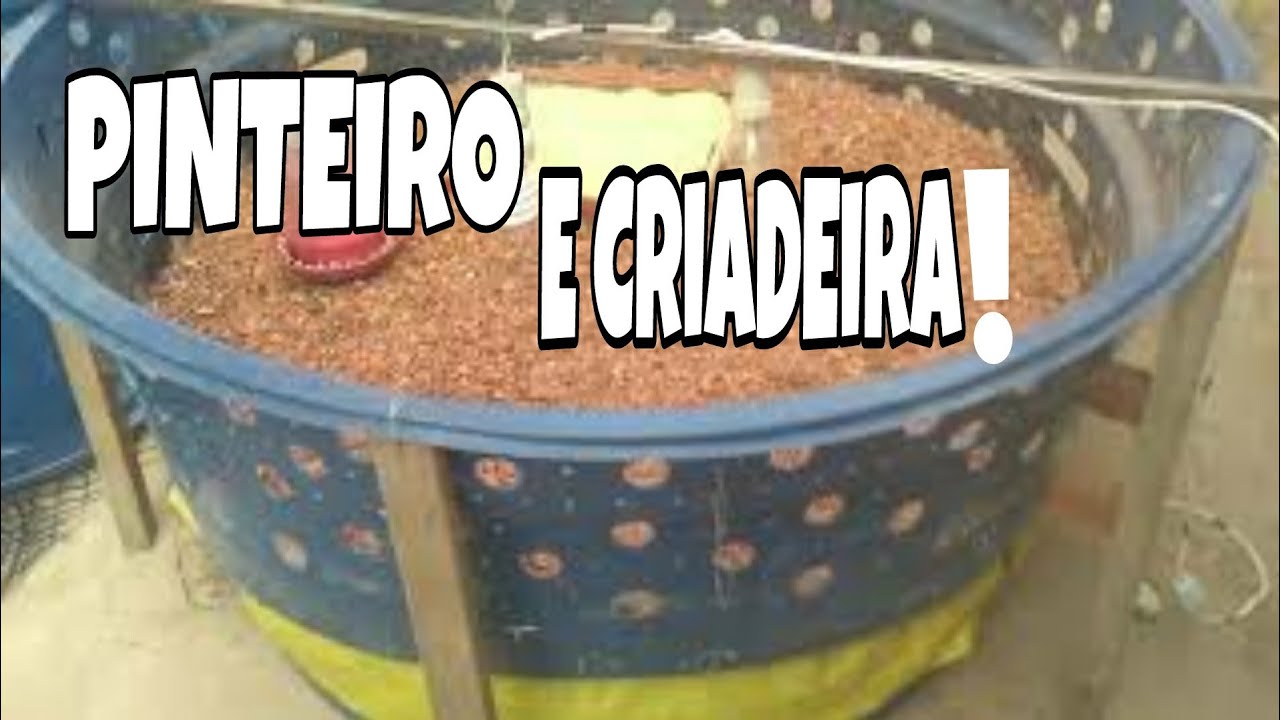 A Dica É: Duas Em Uma! Pinteiro e Criadeira para Codornas! 🌟