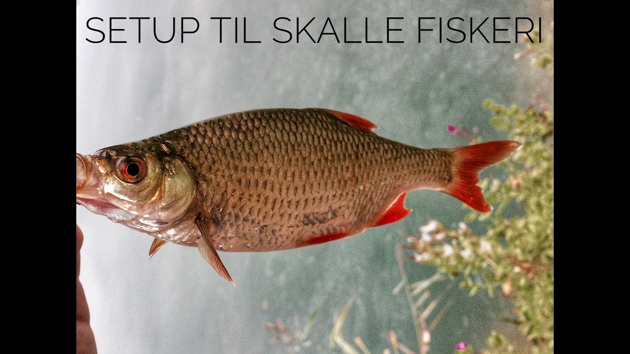 Sådan fanger du skaller