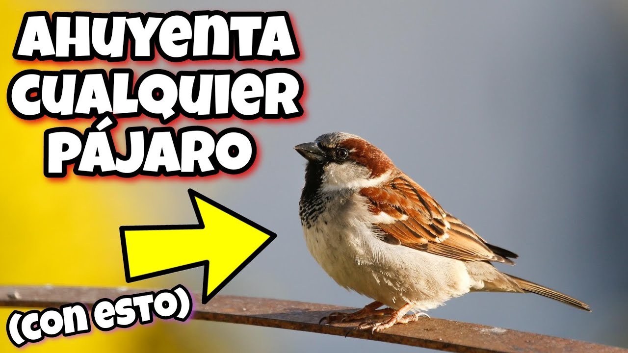 AHUYENTA cualquier PÁJARO con estos REMEDIOS! Espantar pájaros de casa o Terraza, Huerto y jardín