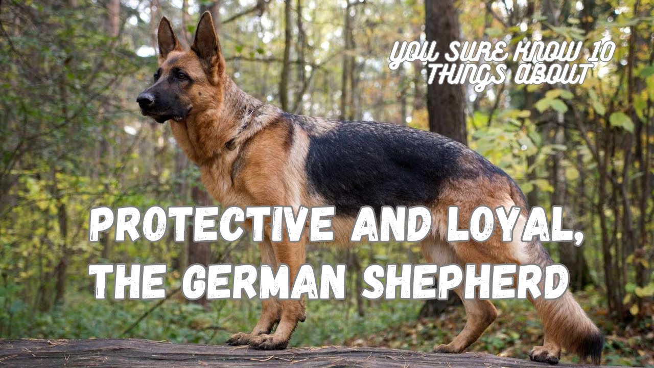 Вы наверняка знаете десять фактов о немецкой овчарке (расширенная версия)