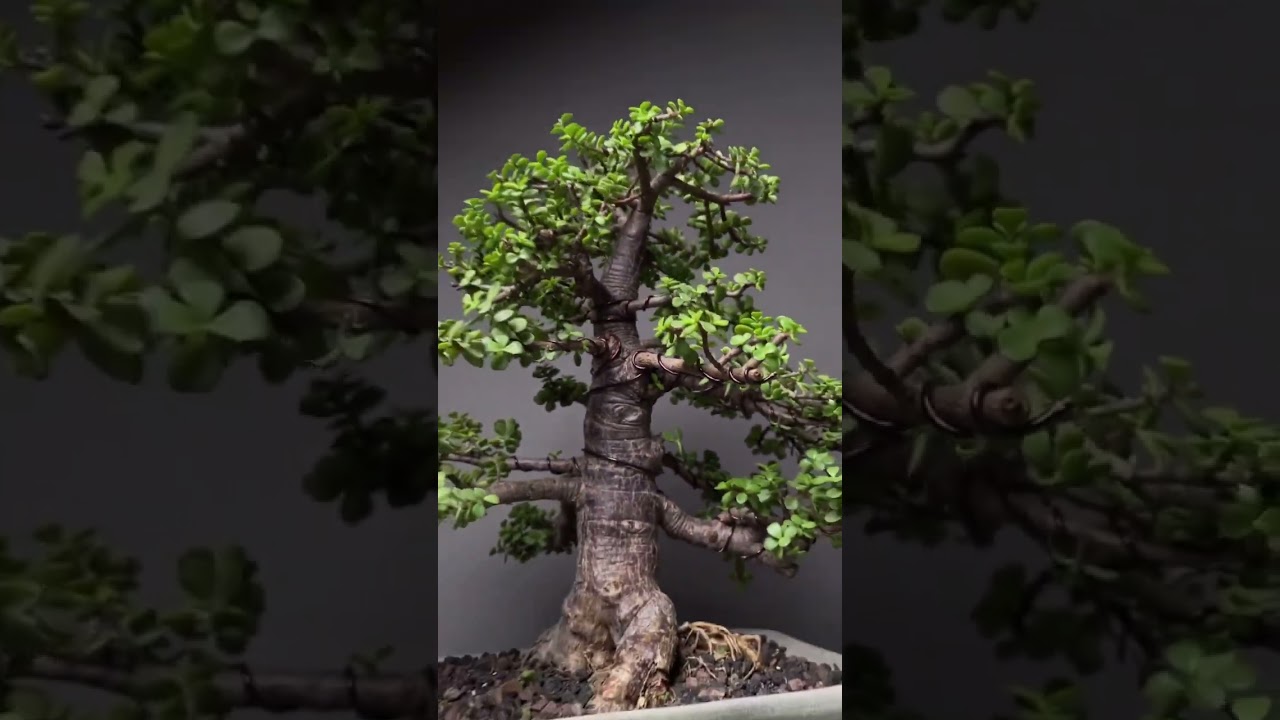 My 20 years old jade Bonsai Tree #shorts #bonsaitree #bonsai #jadebonsai