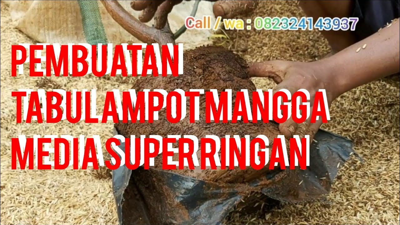 Cara membuat tabulampot mangga media super ringan dan komposisinya