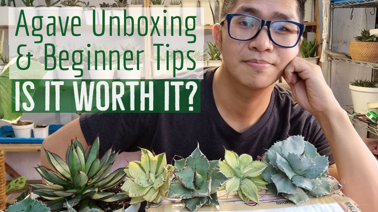 Imported Agave Collection - Unboxing and Beginner Tips (Bakit Maganda Sa Lowlands?)