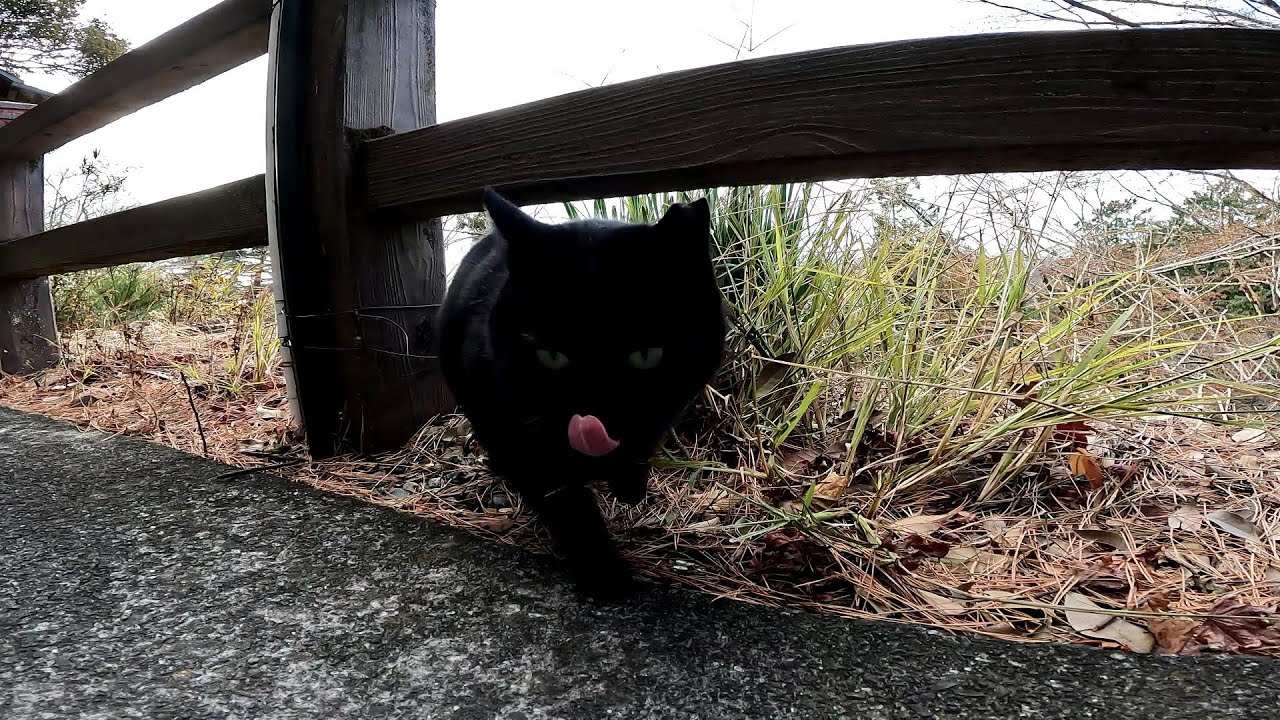 野良猫が冬でも雑草サラダを美味そうに食べる