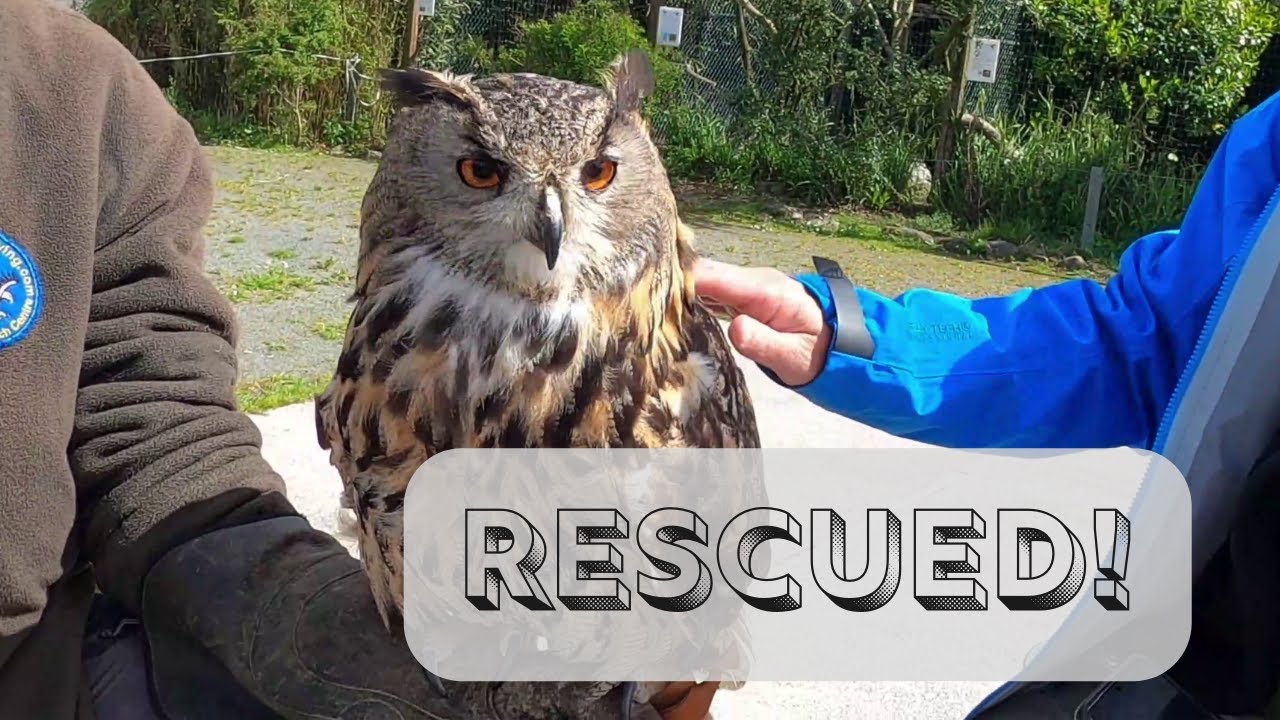 Predator Bird Rescue!