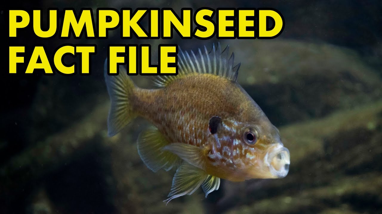 Pumpkinseed: Fact File (British Wildlife Facts)