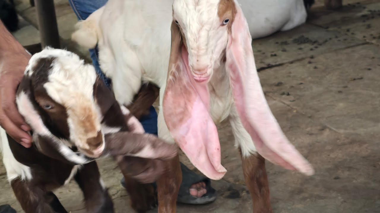 Gulabi kids available hassan goats farm 