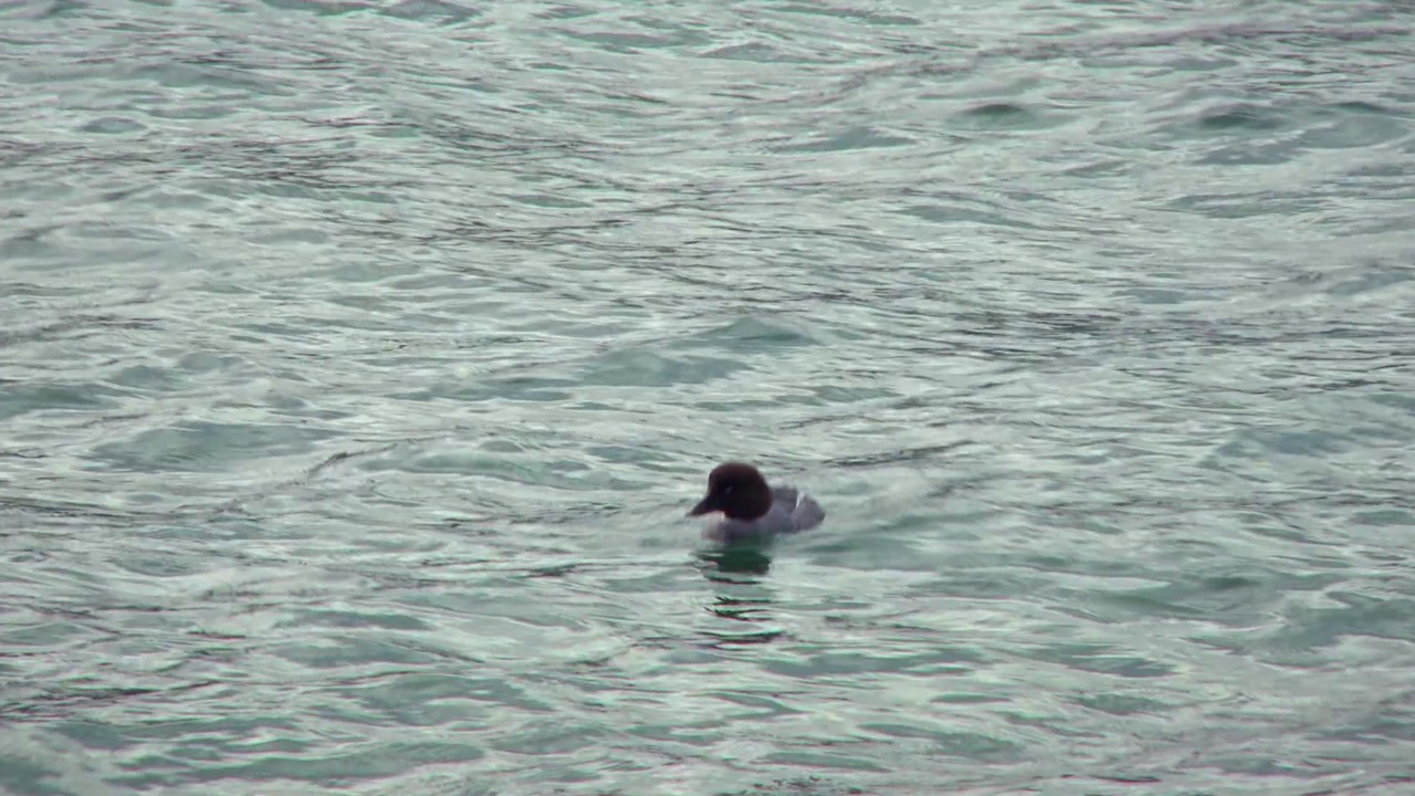 Close up of grey water bird diving into ocean