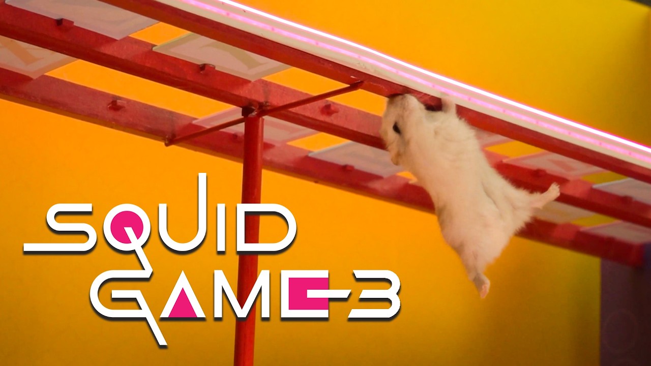 Hamster vs Squid Game Challenge 2026 Compilation | Hamsterious