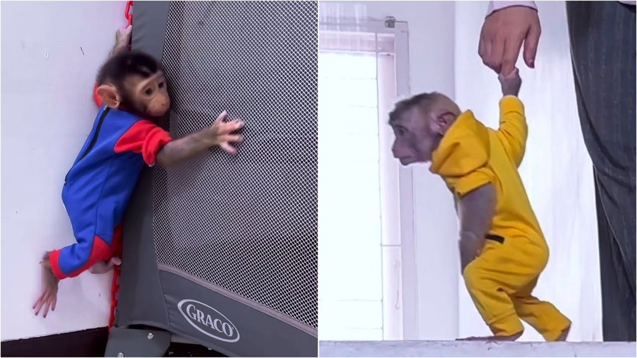 Alpha is looking for mom to help Baby Monkey Dino who fell from the playpen