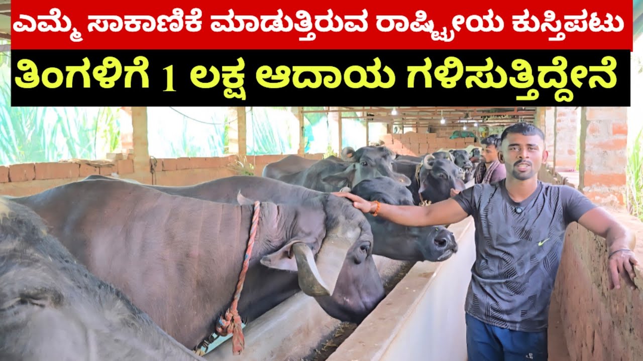 ಎಮ್ಮೆ ಸಾಕಾಣಿಕೆಯಿಂದ ತಿಂಗಳಿಗೆ ಒಂದು ಲಕ್ಷ ಆದಾಯ ಗಳಿಸುತ್ತಿರುವ ರಾಷ್ಟ್ರೀಯ ಕುಸ್ತಿಪಟು.! 