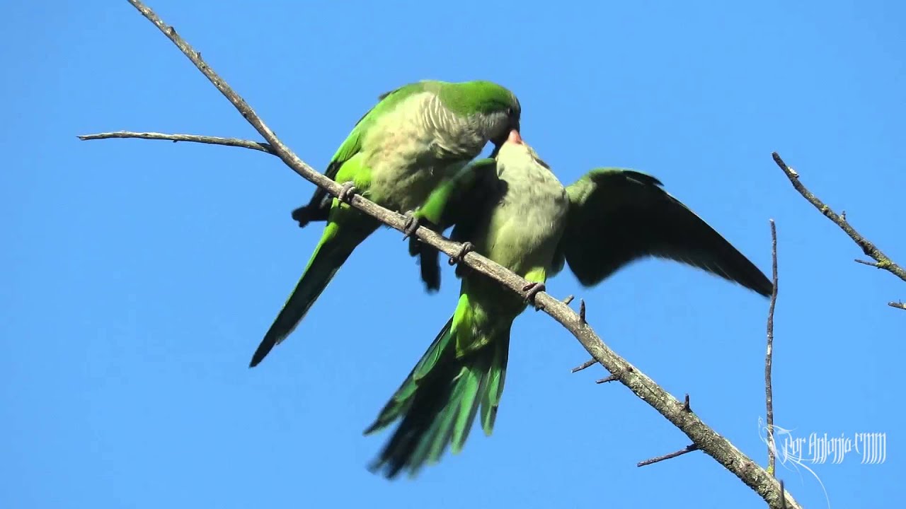 Cotorra monje, cotorra argentina  (Myiopsitta monachus)