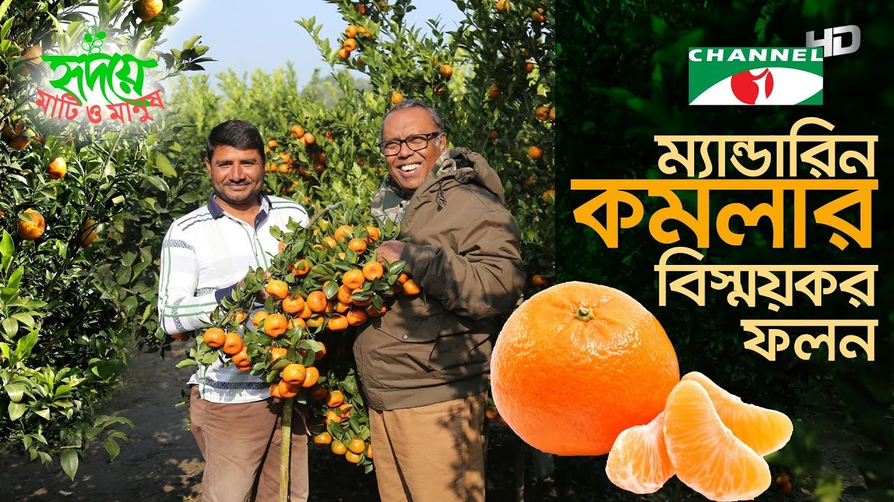 সমতল ভূমিতে দার্জিলিং ও ম্যান্ডারিন জাতের কমলার ফলন | Orange Farming | Shykh Seraj | Channel i |